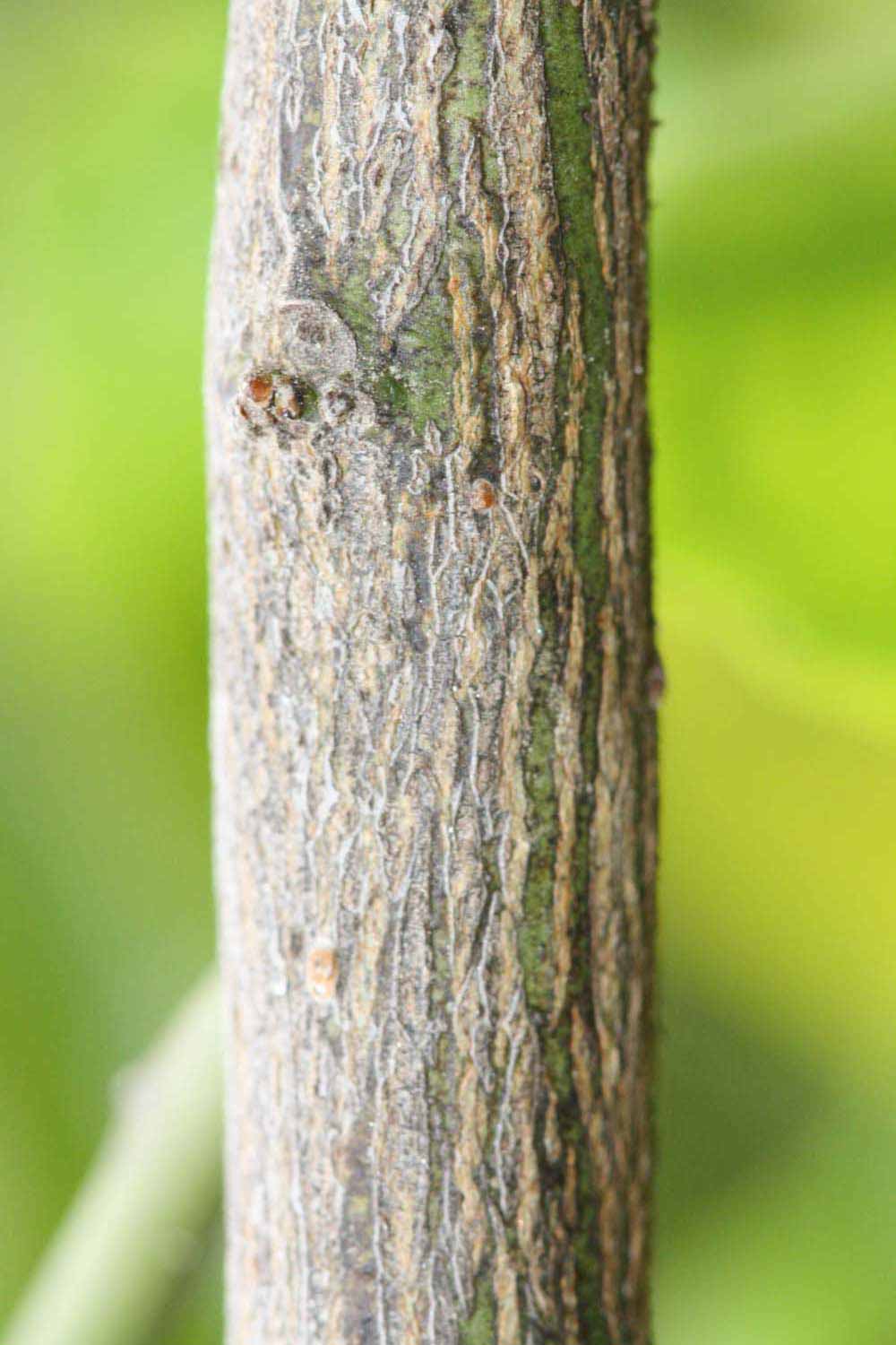              Second - third year twig (Riverside, CA)       